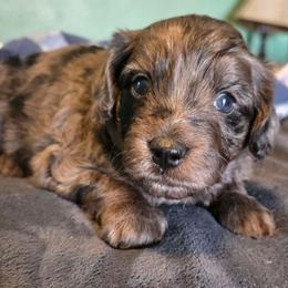 Zoey - Blue merle female Aussiedoodle puppy in Windom, Texas from Wild Farm Puppies