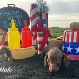 Tiny Tim - Chocolate and tan male Dachshund puppy in Hudson, Michigan from Mittentail Kennel Miniature Dachshunds & Australian Shepherds