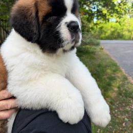 Van Gogh - Mahogany and white male Saint Bernard puppy in North Beach, Maryland from Mt.Harmony Saint Bernards
