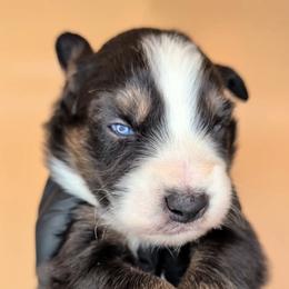Raven3Boy1- BTM,LONGtail,AKC,OFAs,Genetics - Black tri-color male Australian Shepherd puppy in South Hill, Virginia from Silverside Aussies LLC
