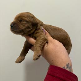 Penny - Red  female Goldendoodle puppy in Clewiston, Florida from Redlands Farm