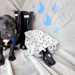 Ridoc - Blue and white male Great Dane puppy in Climax, Michigan from Beaver Creek Danes