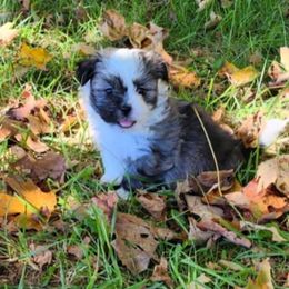 Caleb - Boy 2 - Brown and white male Shichon puppy in Owenton, Kentucky from Robertson's Dream Ranch Aussies & Teddy's