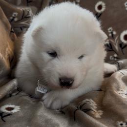 Lucky - White male Samoyed puppy in Atkinson, Nebraska from Sandhills Samoyeds