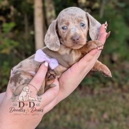 Caramel Apple - Dapple female Dachshund puppy in Bremen, Georgia from Doodles & Doxies