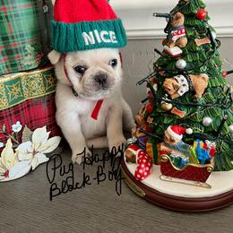 Boy 5 - male Pug puppy in Scottsdale, Arizona from Pug Happy