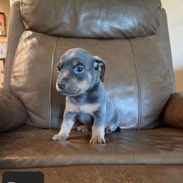 Rex - Blue male American Hunt Terrier puppy in Cave City, Arkansas from Bayou Valley Shepherds and American Hunt Terriers