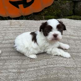 Chocolate and white Parti boy - Liver and white male Shih Tzu puppy in Newark, Ohio from Gemini Kennels