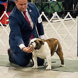 Blake - Bulldog