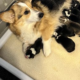 Golden Retriever and Pembroke Welsh Corgi Puppies from Silver Myst Acres
