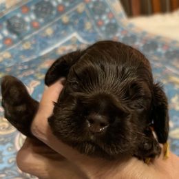 Nestle - Brown male Cocker Spaniel puppy in Sautee Nacoochee, Georgia from Candy's Cockers