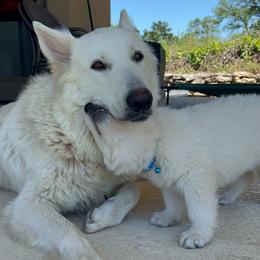 Berger Blanc Suisse and German Shepherd Puppies from Scenic Creek German Shepherds and White Swiss Shepherds