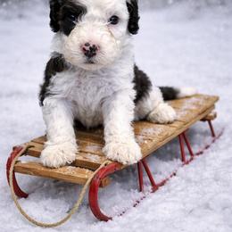 Cream - Black and white male Sheepadoodle puppy in Inman, South Carolina from Mossy Doodles LLC