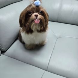 Chico - Liver and white male Shih Tzu puppy in Hialeah, Florida from Shih Tzu Miami