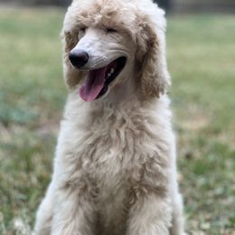 Poodle Puppies from Honeycutt Akc Standard Poodles