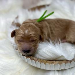 Green Male - Apricot male Goldendoodle puppy in Great Falls, Montana from Montana Goldendoodles
