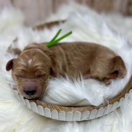 Green Male - Apricot male Goldendoodle puppy in Great Falls, Montana from Montana Goldendoodles