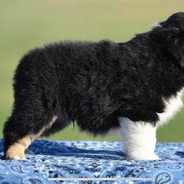 Miniature American Shepherd Puppies from Bandana Kennel