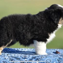Miniature American Shepherd Puppies from Bandana Kennel