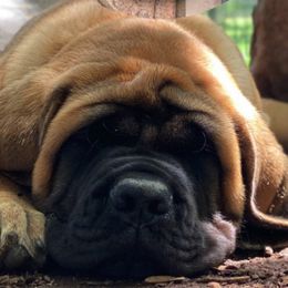 Mastiff All Grown Up from Green Meadow Mastiffs