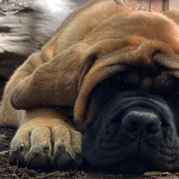 Mastiff All Grown Up from Green Meadow Mastiffs