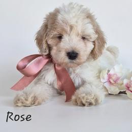 Rose - Lemon and white female Springerdoodle puppy in Fargo, North Dakota from Dakota SpringerDoodles