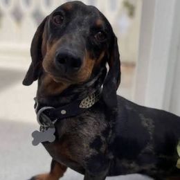 Stinkies - Dachshund