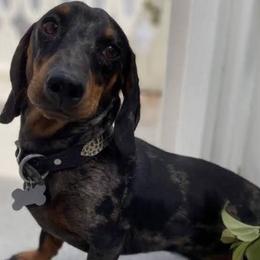 Stinkies - Dachshund