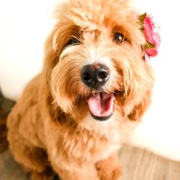 Honey - Goldendoodle