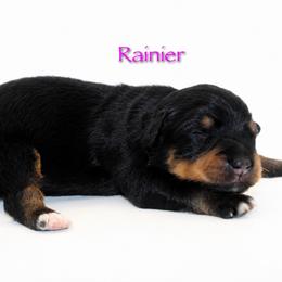 Rainier - Black tri-color female Australian Shepherd puppy in Coldwater, Michigan from Northern Star Australian Shepherds