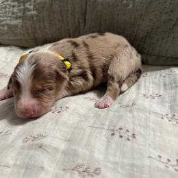 Yellow - Red merle female Australian Shepherd puppy in Bethel, Minnesota from Aussie Tree-O