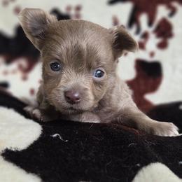 Moose - Silver male Chihuahua puppy in Newark, Ohio from Gemini Kennels