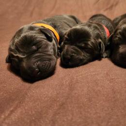 Red - Black male Labrador Retriever puppy in Anderson, Texas from TLS Retrievers