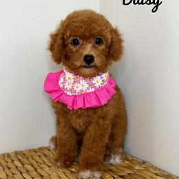 Calla - Red  female Poodle puppy in Morehead, Kentucky from Paw Perfect Pets