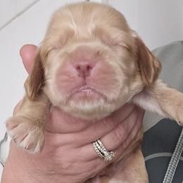 Dracula (Blue Collar) - Buff and white male Cocker Spaniel puppy in Mocksville, North Carolina from Hunting Creek Kennels & Farm
