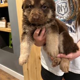 Yellow boy - Brown seal male German Shepherd puppy in Tipp City, Ohio from Urekar Haus