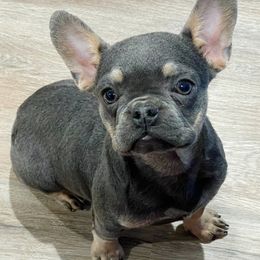 French Bulldogs from HUNCHOS EXOTIC BLOODLINES