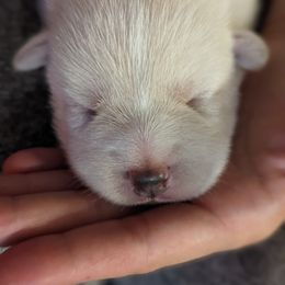 Pomsky Puppies from Valparaiso Pomskys