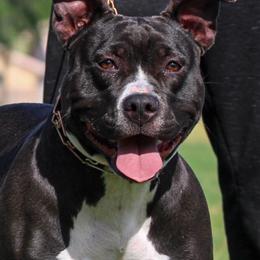 Artemus - American Bully