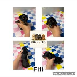 Fifi - Black and tan female Dachshund puppy in Durant, Oklahoma from Big Creek Mini Dachshund