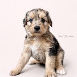 Savannah - Blue merle female Aussiedoodle puppy in Weatherford, Texas from Grand Ole Aussies