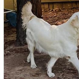 Roarie - Golden Retriever