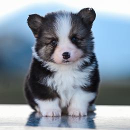 FROST - Black and tan male Pembroke Welsh Corgi puppy in Mona, Utah from Sorensen Corgis