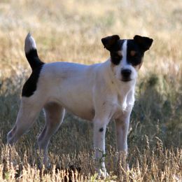 Bonnie - Jack Russell Terrier