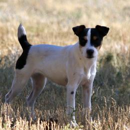 Bonnie - Jack Russell Terrier