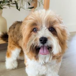 Bernedoodle, Cavapoo, Havanese, and Havapoo Puppies from Lady Paws Puppies - Cassie