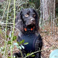 Bandit - Boykin Spaniel
