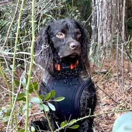 Bandit - Boykin Spaniel