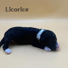 Licorice - Black and white female Aussiedoodle puppy in Paragould, Arkansas from AC Doodles & Corgis