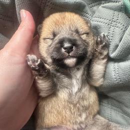 Teague - red collar - Red female Shiba Inu puppy in Inverness, Florida from Shore Thing Shiba’s